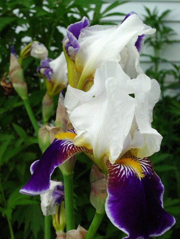 Iris